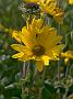 Aster linosyris2